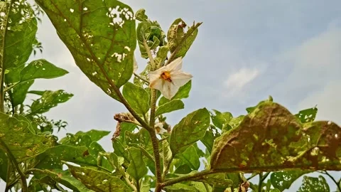 White Solanum Blossom Under Clear Day Sky Stock-Footage 342698249