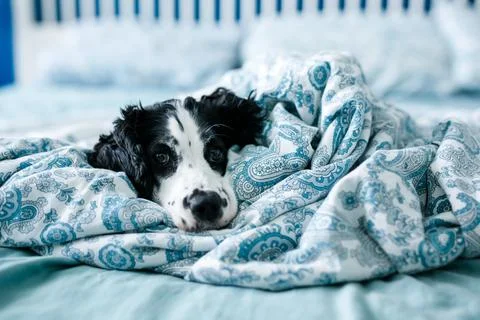 A white spaniel with black ears and spots is comfortably lying on a bed wit.. Stock Photos
