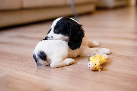 A white spaniel with black ears and spots is playing on a wooden floor Stock Photos