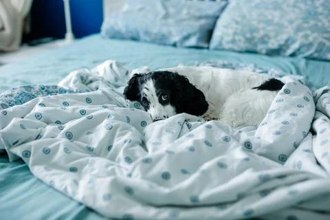 A white spaniel with dark ears and markings is snuggled up on a bed with ligh Stock Photos