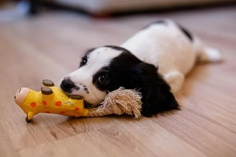 A white spaniel with dark ears and markings is frolicking on the hardwood flo Stock Photos