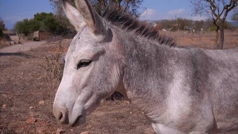 White Spanish donkey Stock Footage 98388414