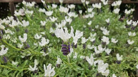 White Spanish Lavender in Full Bloom in a Garden Bed Stock Photos