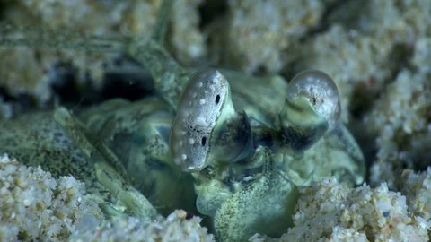 White spearing mantis shrimp moving at the surface of its hole Stock Footage 112475342