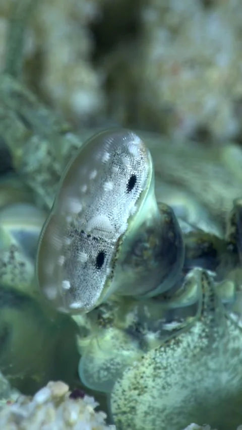 White spearing mantis shrimp moving at the surface of its hole 스톡 동영상 228833225