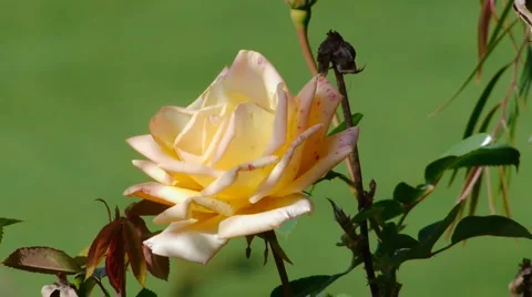 White Speckled Rose Close Up  Stock Footage 1106821
