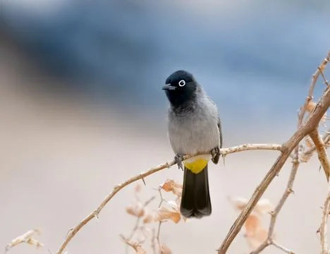 White Spectacled Bulbul perched on a tree Stock Photos