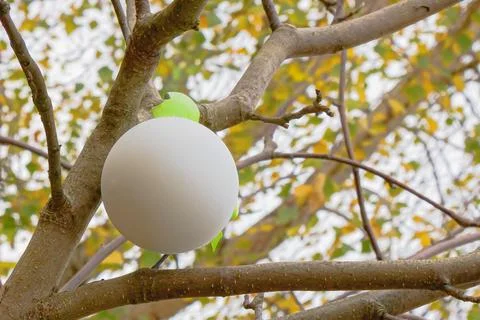A white sphere is delicately dangling from a tree branch within the serene .. Stock Photos