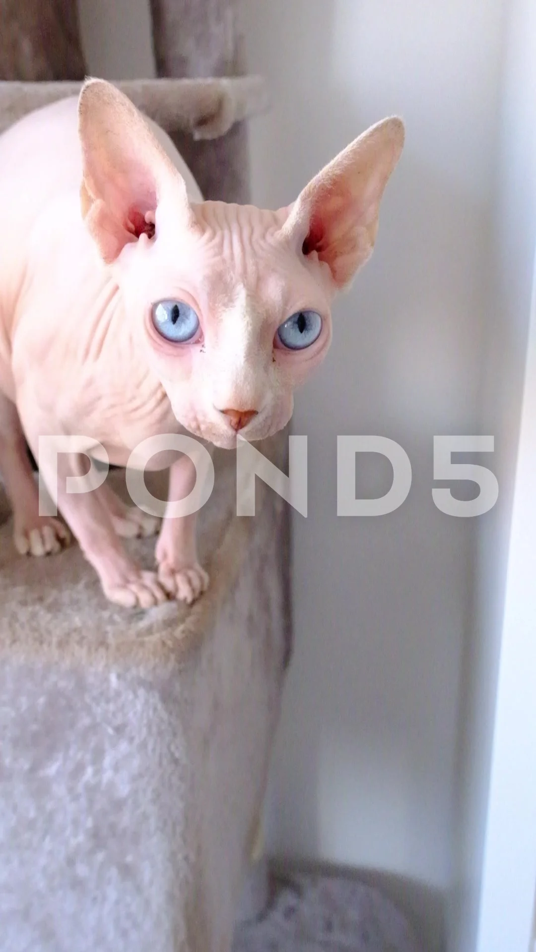 White sphynx blue eyes hairless kitty Stock Video Pond5