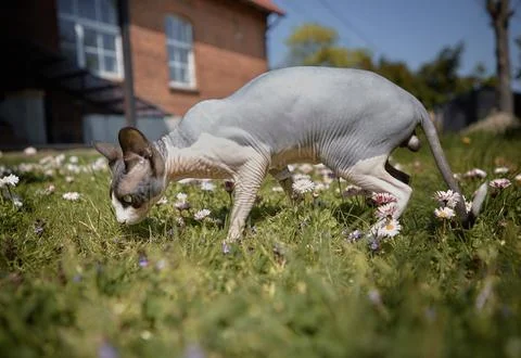 White Sphynx Cat Walking on Grass Stock Photos