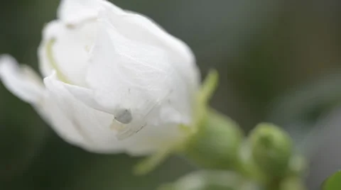 White spider and flower 库存影片 30393878