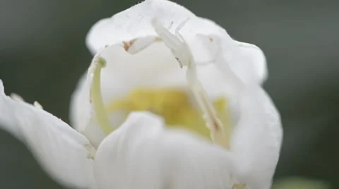 White spider and flower Video stock 30393891