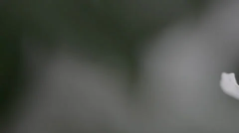 White spider and flower Stock Footage 30393899
