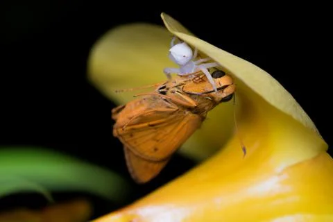 White spider and moth Stock Photos