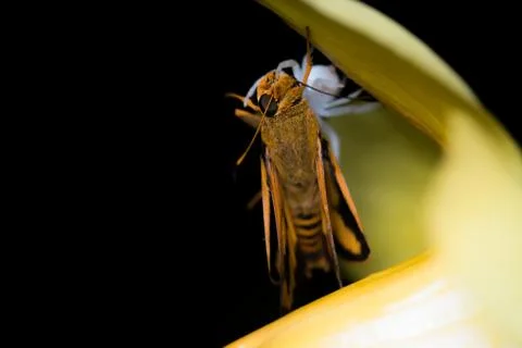 White spider and moth Stock Photos