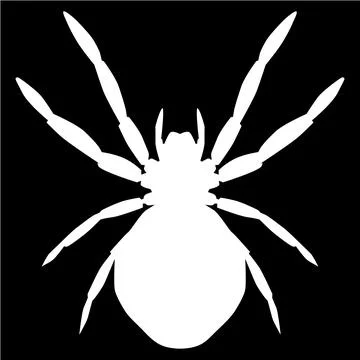 White spider on black background 스톡 일러스트