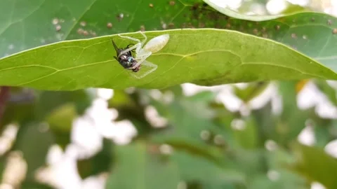 White spider catching and eating a fly Stock Footage 333262089