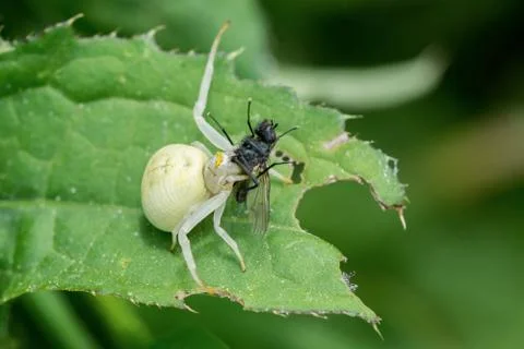 White spider with caught fly on a leaf 스톡 사진