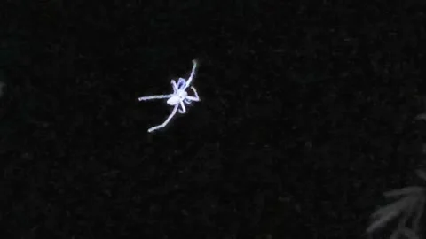 White Spider Climbing Silk Thread | Night Macro Vídeos de archivo 332558221