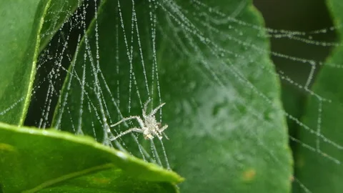 White Spider on cobweb in tropical rainforest. 動画素材 340149166