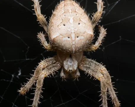 White spider dangerous macro Stock Photos