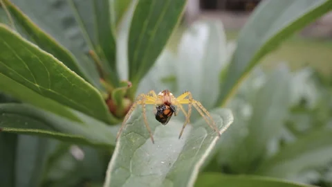 A white spider eating some bugs on the plant in Estonia Stock Footage 157563942