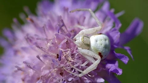 White spider on flower Stock Footage 72487708