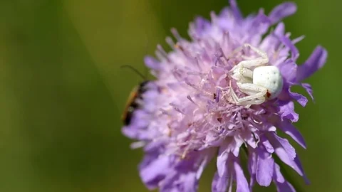 White spider on flower Stock Footage 72902946