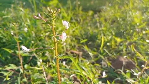 White spider flower with the form like spider legs. Stockbeeldmateriaal 330169212