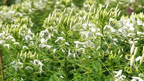 White spider flowers in the field. Stock Footage 305366304