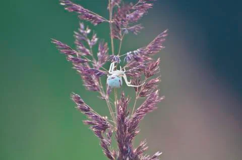 White spider on the grass Stock Photos
