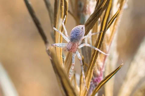 White spider on the grass at sunset - close up macro photo Stock Photos