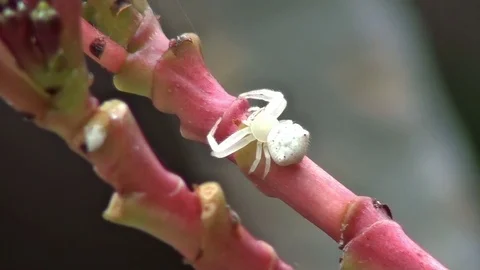 White spider  indonsia Video stock 104046526