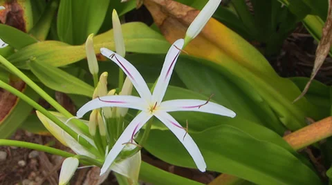 White Spider Lily Stock Footage 32202194