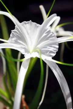 White Spider Lily Foto stock