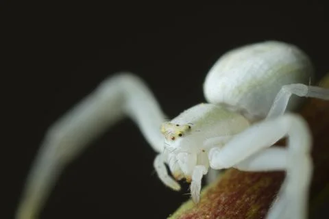 White spider on the petiole of a leaf. Stock Photos