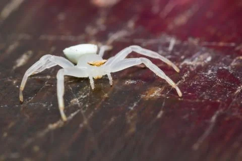 White spider Stock Photos