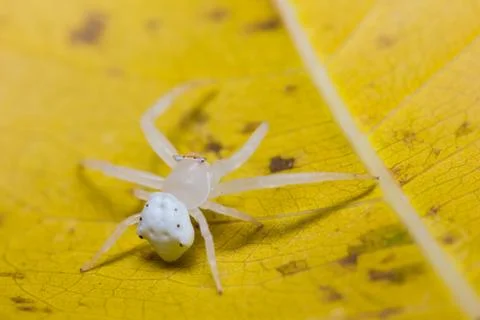White spider Stock Photos