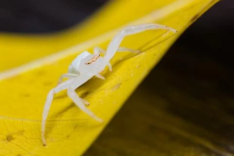 White spider Stock Photos