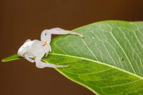 White spider Stock Photos