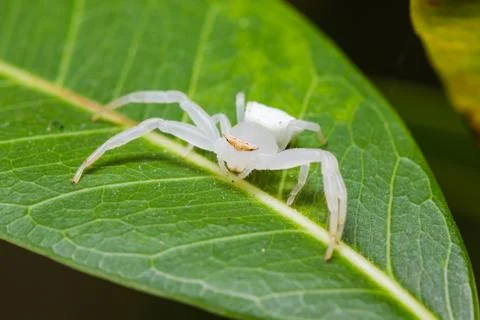 White spider Stock Photos