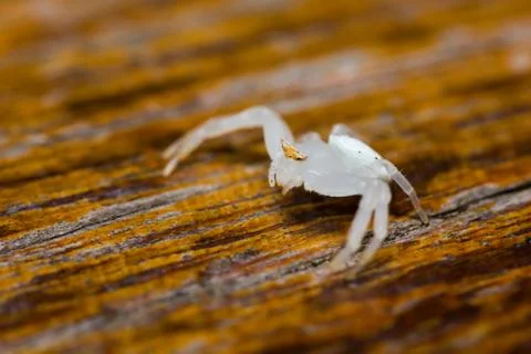 White spider Stock Photos
