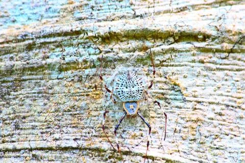 White spider Stock Photos