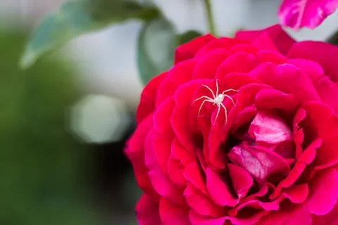 White spider Stock Photos