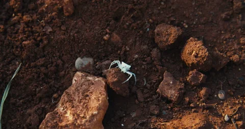 The white spider is standing on the stone 動画素材 143365742