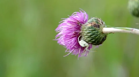 White spider on thistle Stock Footage 40539596