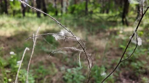 White spider web on branches. slow motion video 4k. Spider working on its w.. Stock Footage 311375224