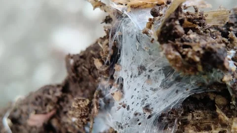White spider web on dark soil ground outdoors Stock Footage 347920990