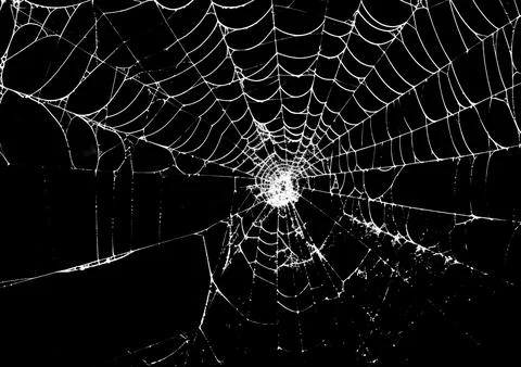 A white spider web with dew drops isolated on a black Stock Photos