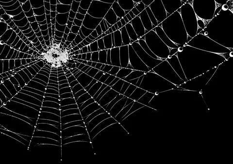 A white spider web with dew drops isolated on a black background Stock Photos
